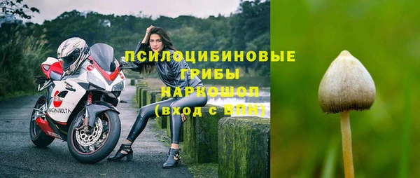 прущие грибы Алзамай